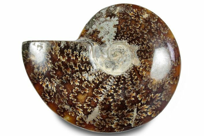 Polished Ammonite (Cleoniceras) Fossil - Madagascar #283324